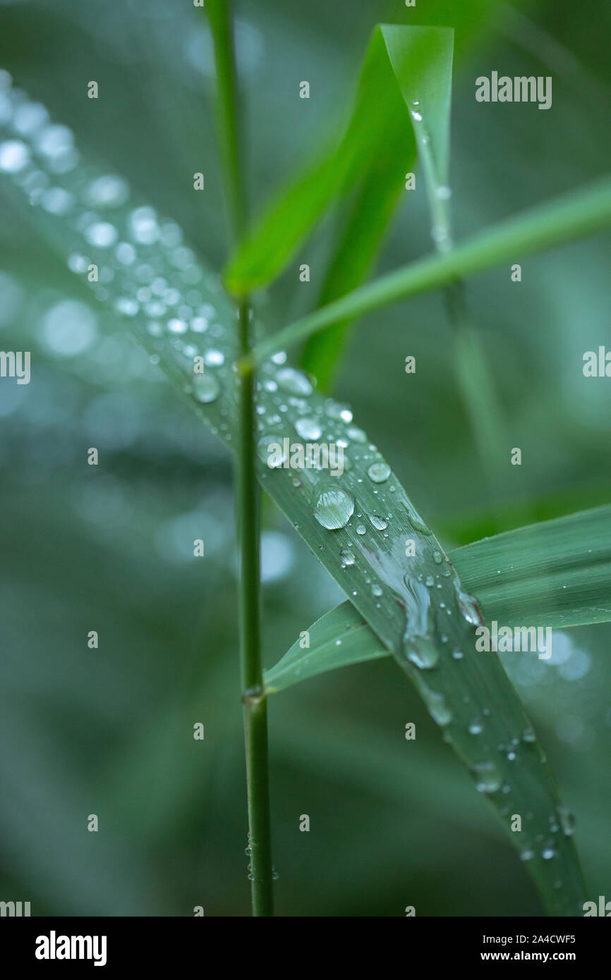 Rain drops running off Reed leaves, (Phragmites australis). Water drops. Rainfall. Surface tension. Drip, drips, dripping, run off. Weather. Climate. Stock Photo