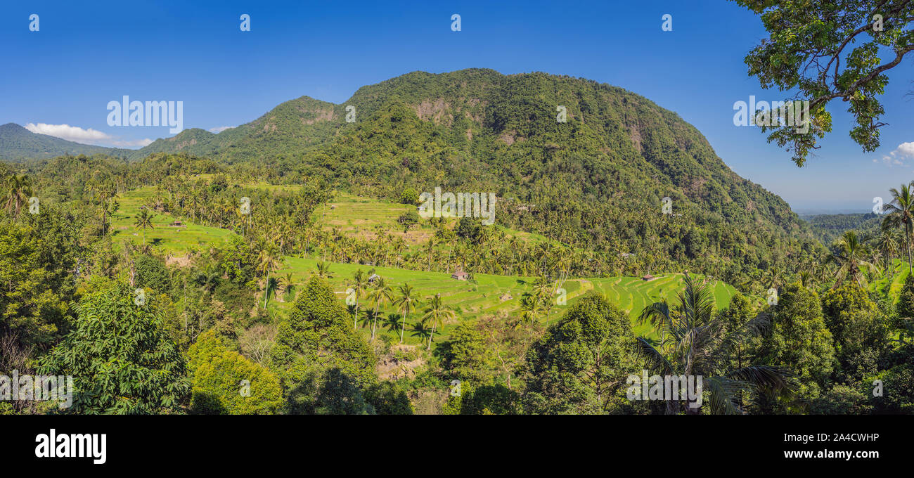 Tropical jungle of bali. Forest and mountain Stock Photo