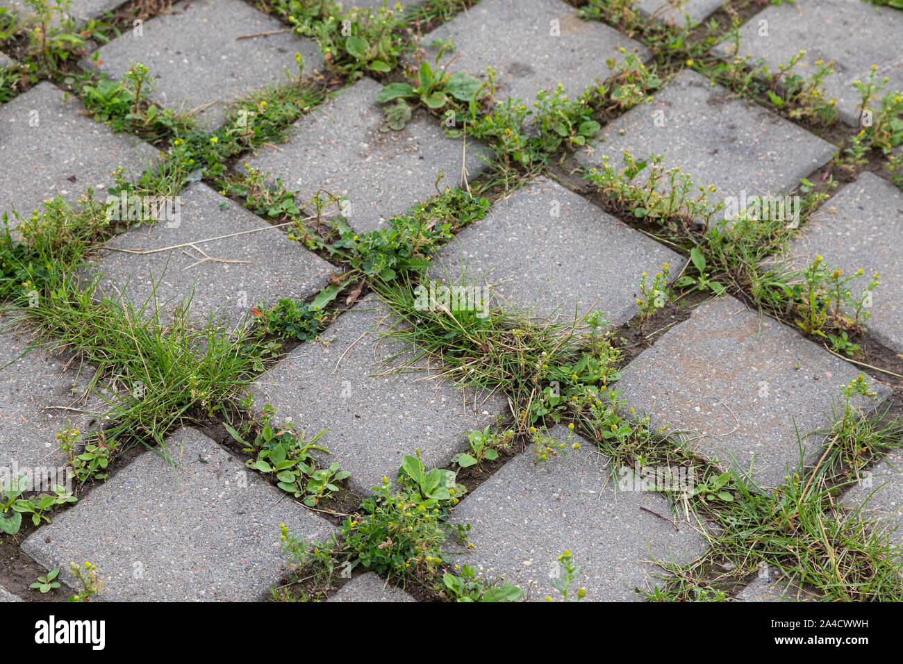 Angular view of grey paving tile with green grass in gaps Stock Photo ...
