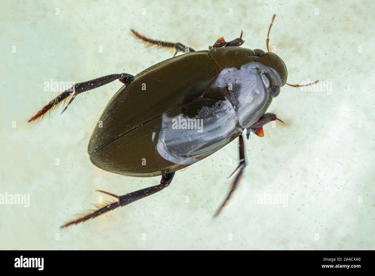 Silver Water Beetle (Hydrophilus  piceus). Dorsal view. In a pond dipping identification tray. Showing body sections, head, thorax, abdomen protected Stock Photo