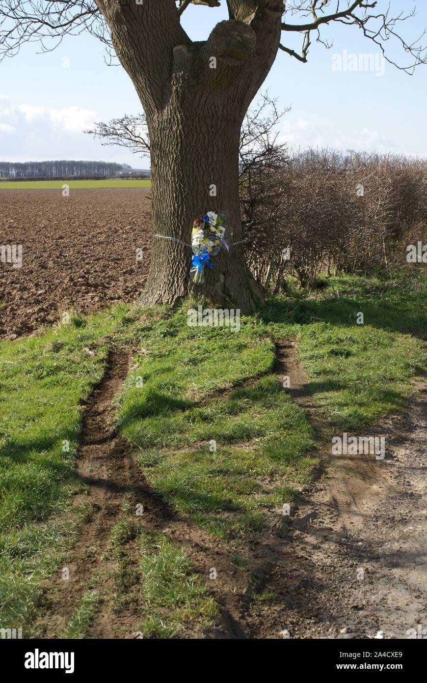 car crash into tree, accident blackspot Stock Photo Alamy