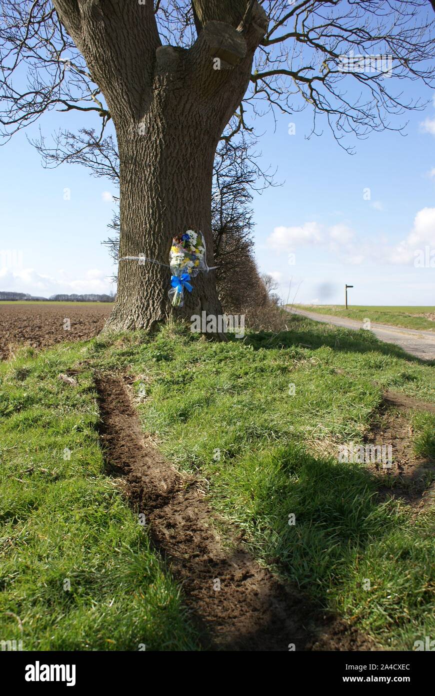 car crash into tree, accident blackspot Stock Photo Alamy