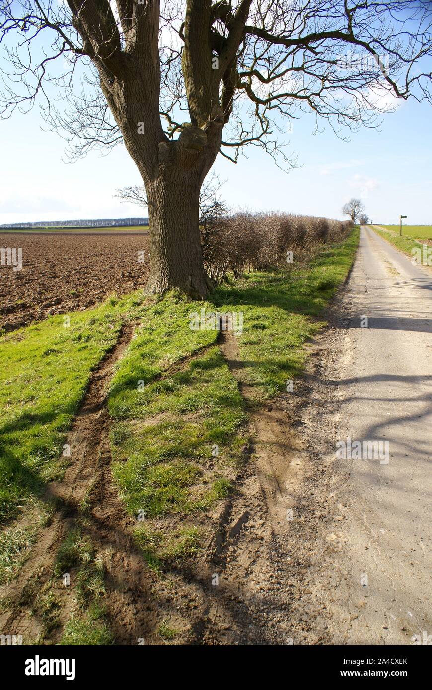 Car Crash Into Tree, Accident Blackspot Stock Photo - Alamy