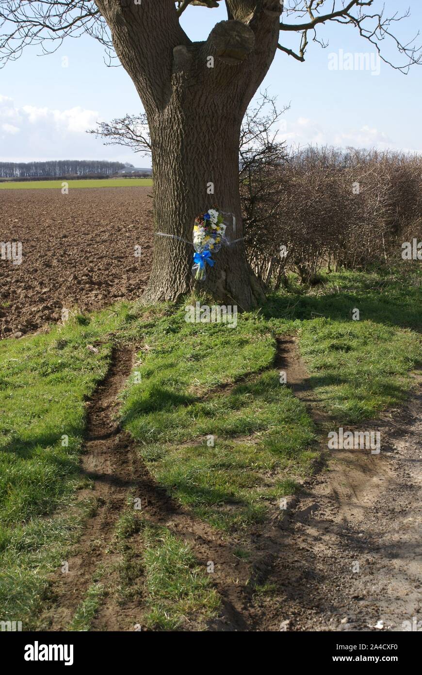 Car Crash Into Tree, Accident Blackspot Stock Photo - Alamy