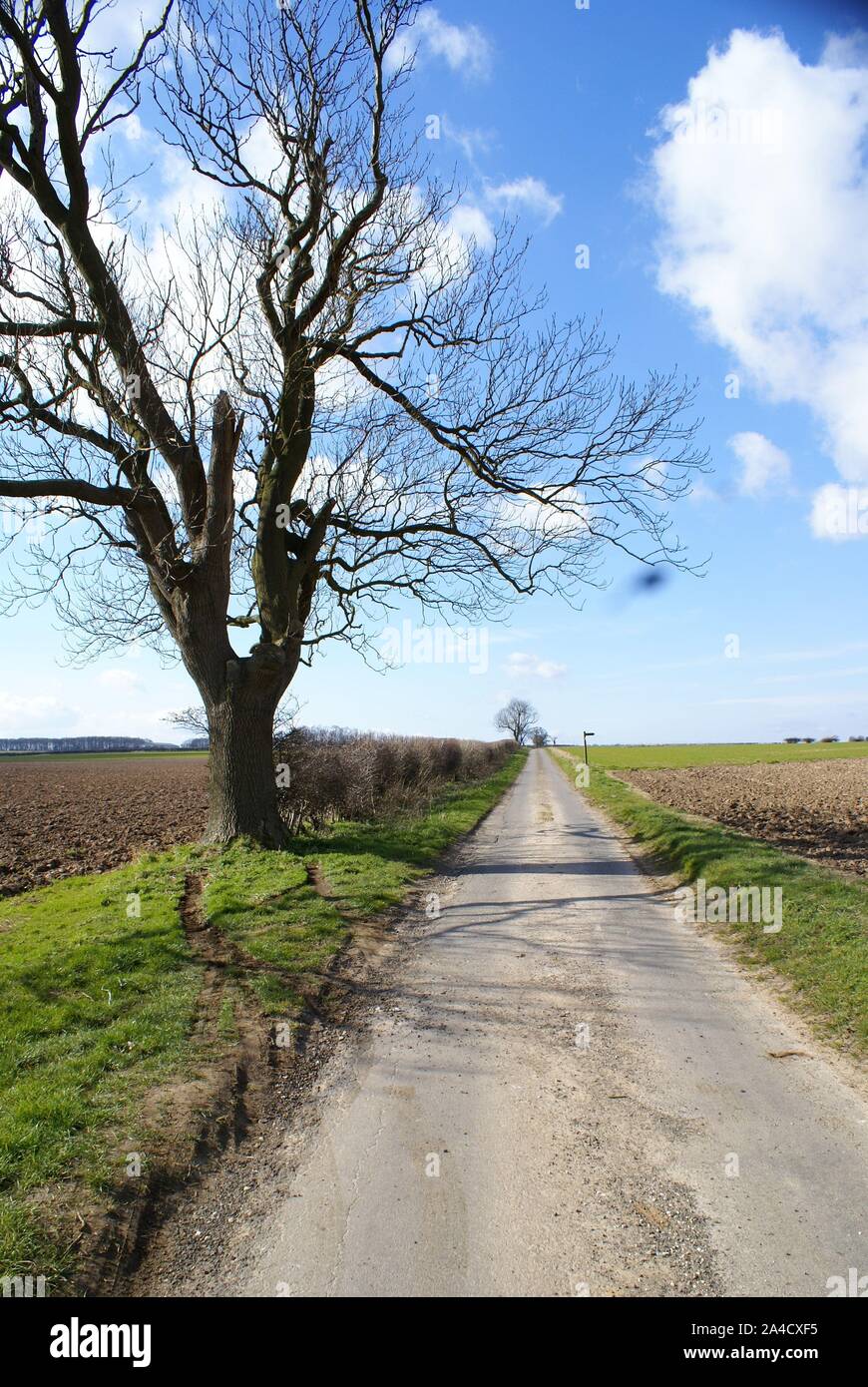 car crash into tree, accident blackspot Stock Photo Alamy