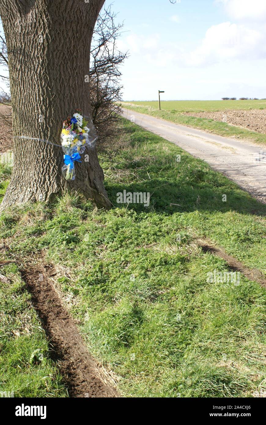 car crash into tree, accident blackspot Stock Photo Alamy