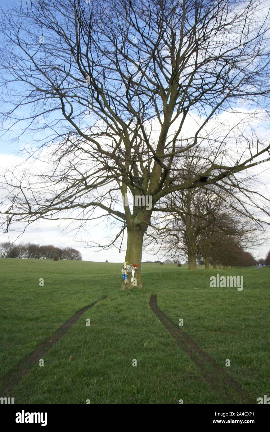 car crash into tree, accident blackspot Stock Photo Alamy