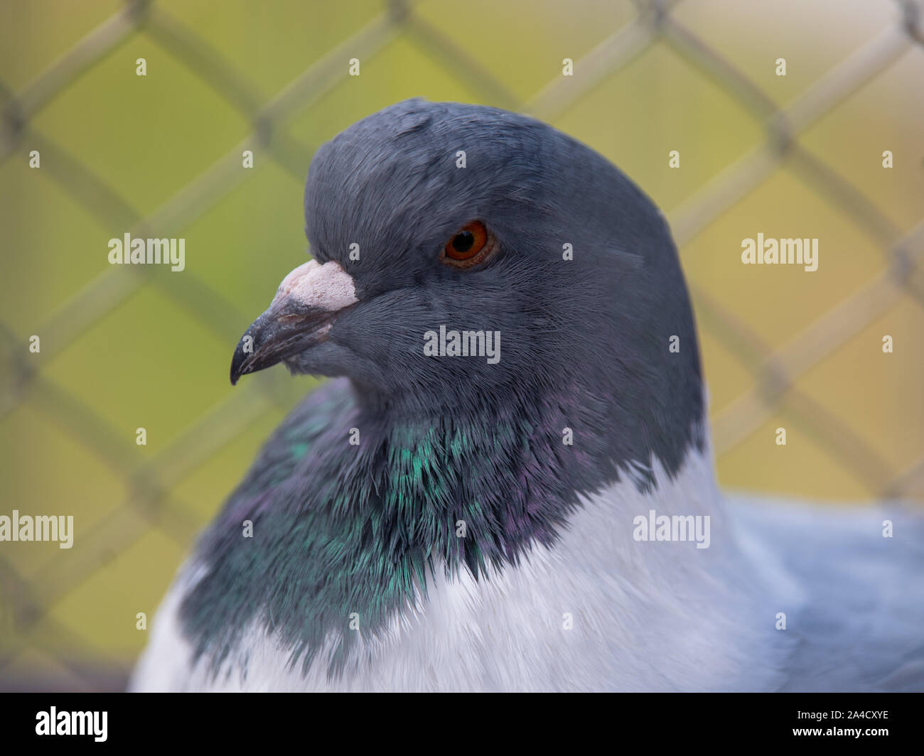 Nauen Ot Ribbeck, Germany. 13th Oct, 2019. A Strasser pigeon sits in a