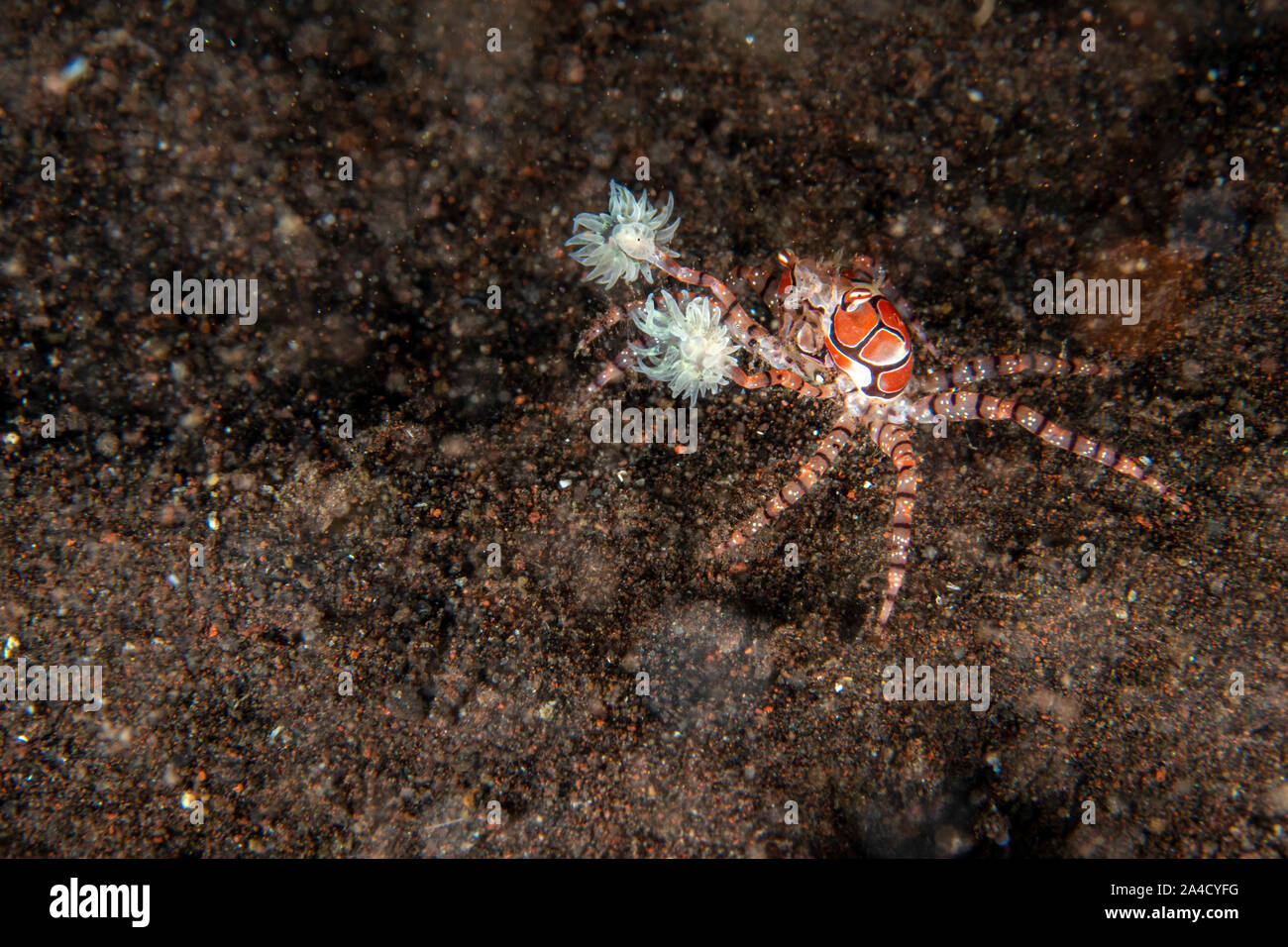 Boxer crab underwater close up portrait macro while diving indonesia Stock Photo