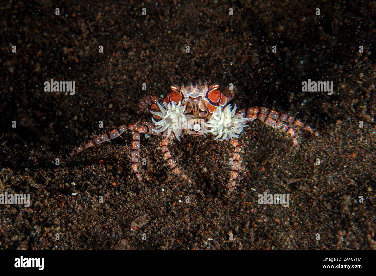 Boxer crab underwater close up portrait macro while diving indonesia Stock Photo