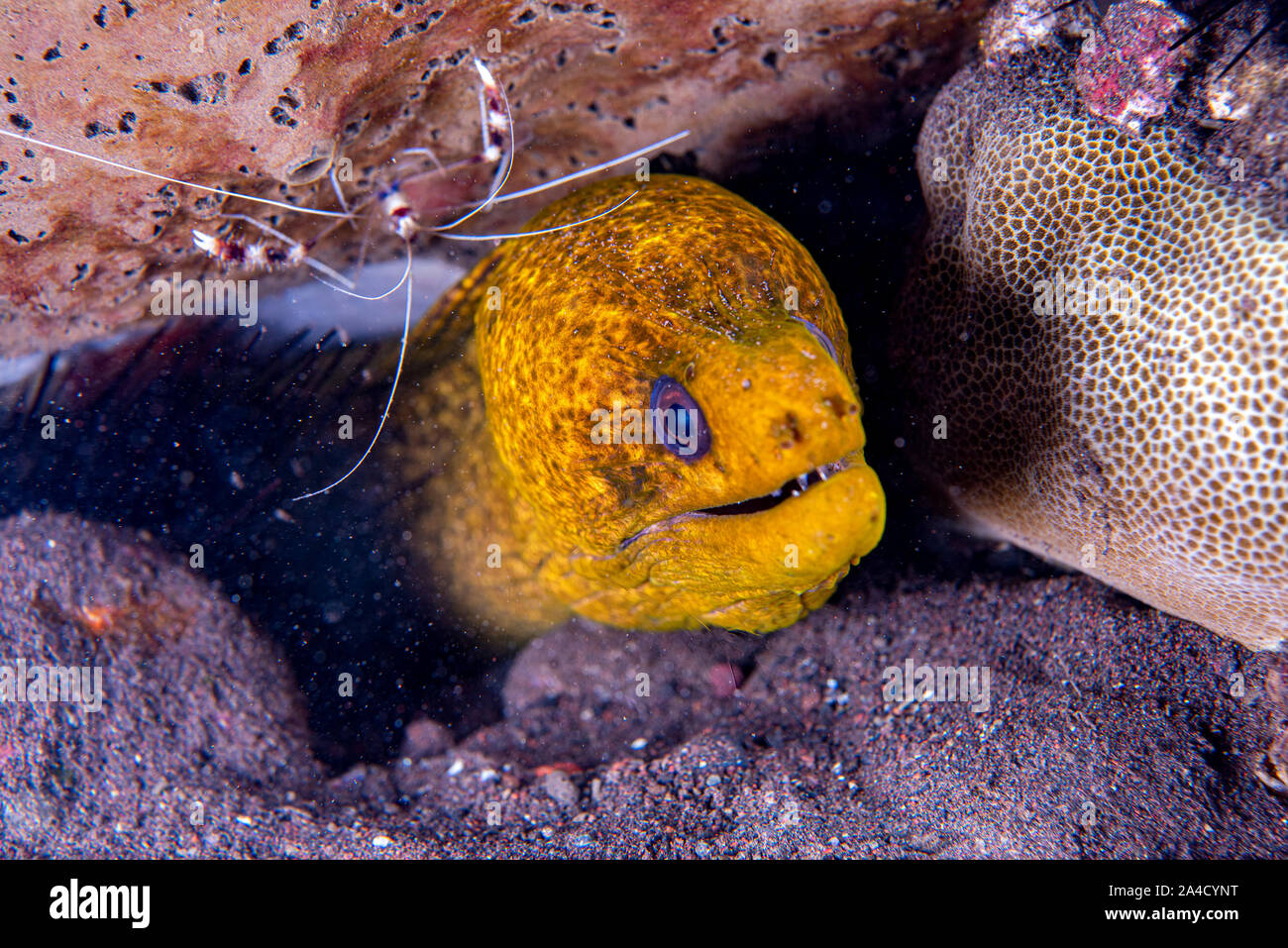 yellow Eel mooray looking at you underwater while diving indonesia Stock Photo