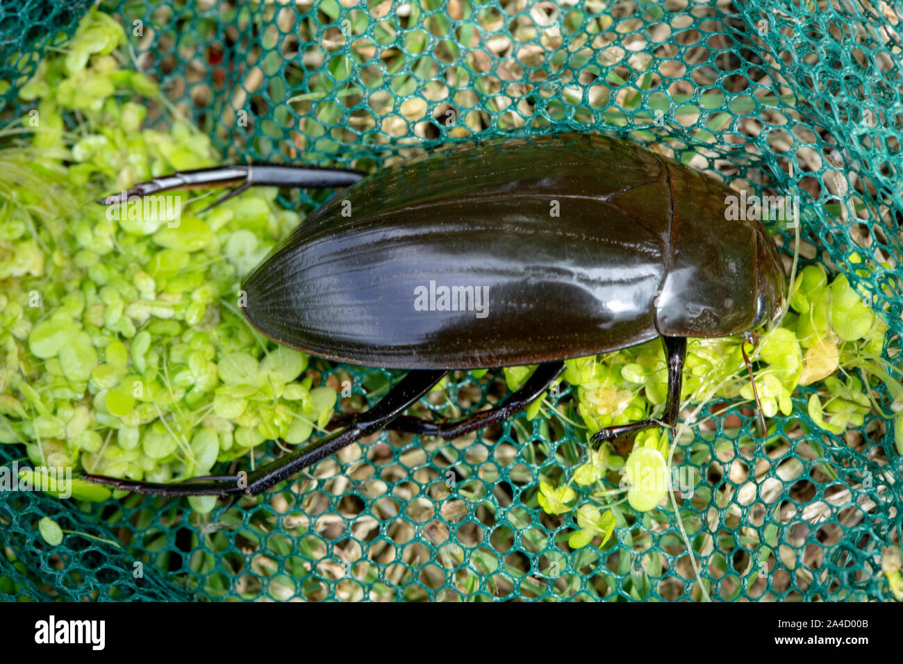 Great Silver Water Beetle (Hydrophilus piceus). The bulkiest British and European beetle reaching a length of 5 centimetres. A male. Stock Photo