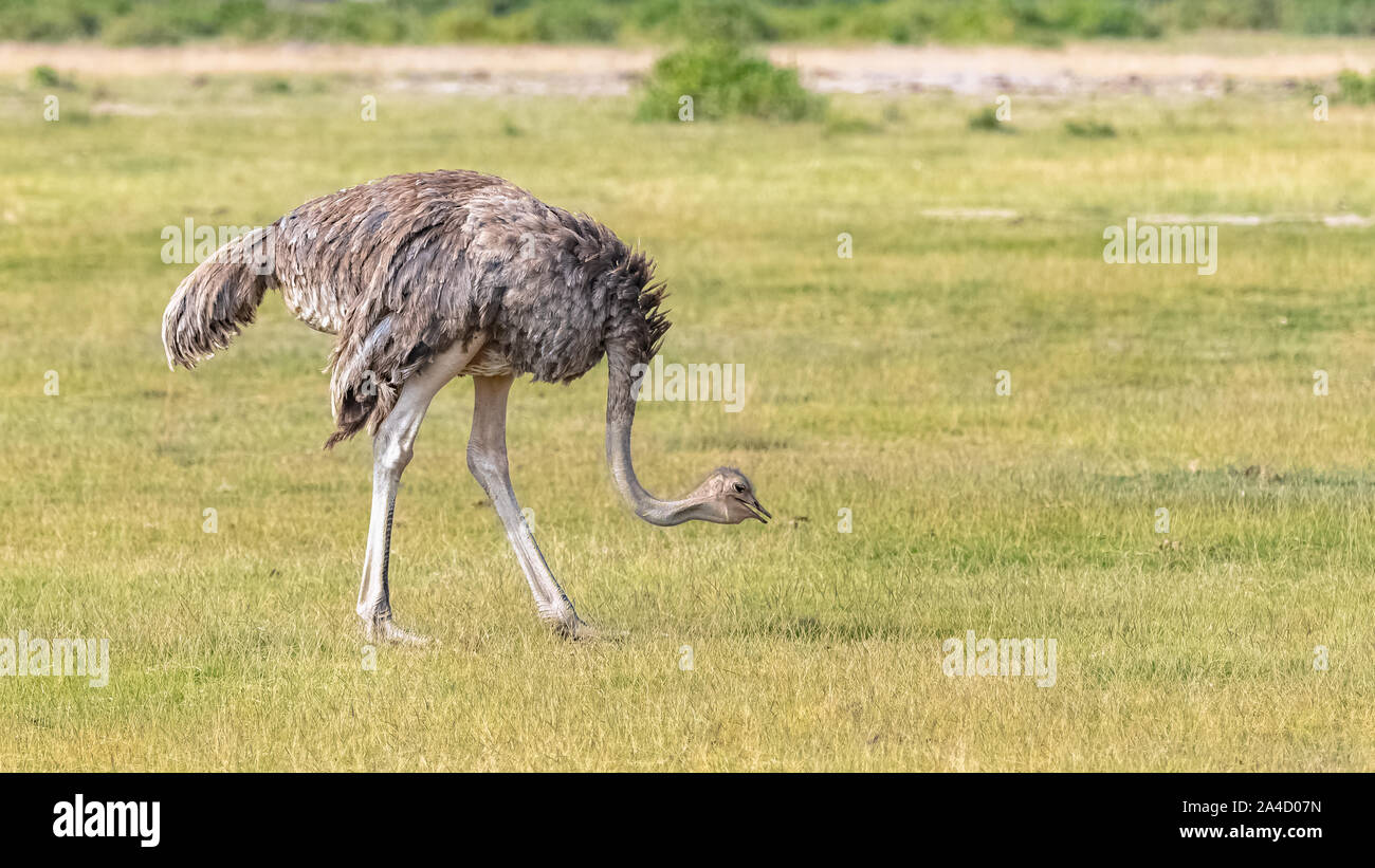 Common Ostrich in Africa, Ngorongoro crater, female eating in the savannah Stock Photo