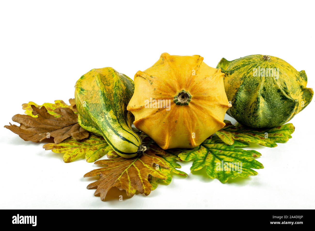 decoration pumpkins in a row with autumn leaves on white isolated background Stock Photo