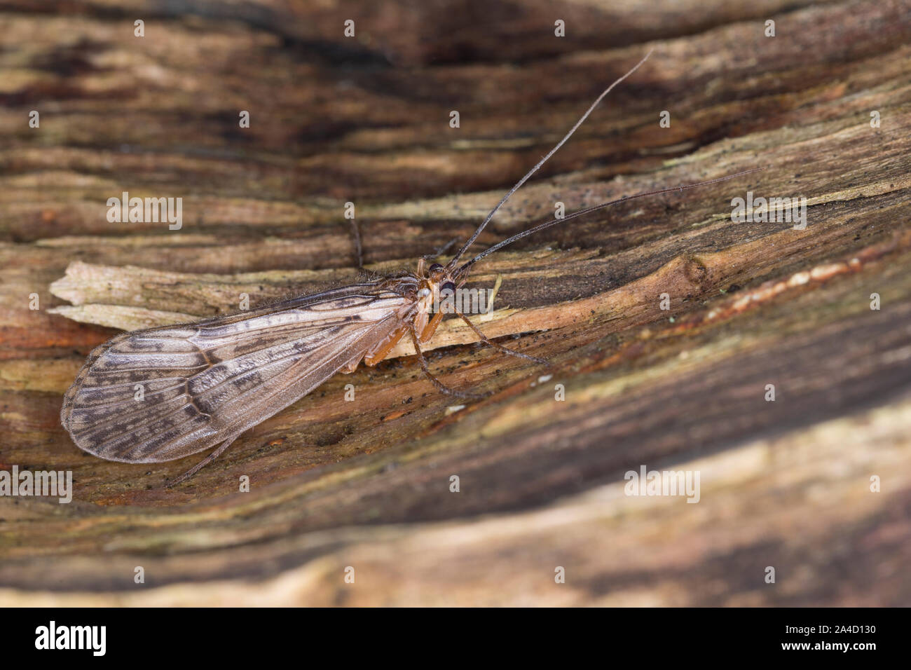 Köcherfliege, Halesus spec., caddis fly, caddisfly, caddy, sedge-fly, rail-fly, caddisflies, sedge-flies, rail-flies, Limnephilidae Stock Photo