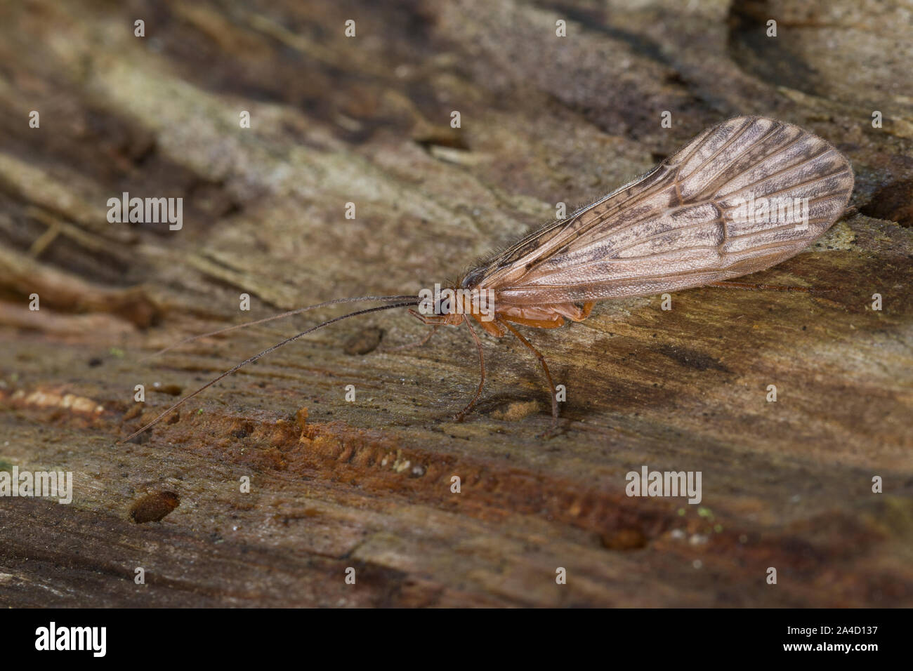 Köcherfliege, Halesus spec., caddis fly, caddisfly, caddy, sedge-fly, rail-fly, caddisflies, sedge-flies, rail-flies, Limnephilidae Stock Photo