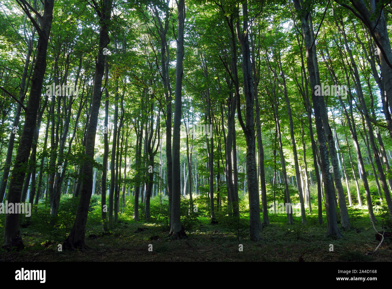 Beech forest in the mountain. Sunlight in the background. Stock Photo