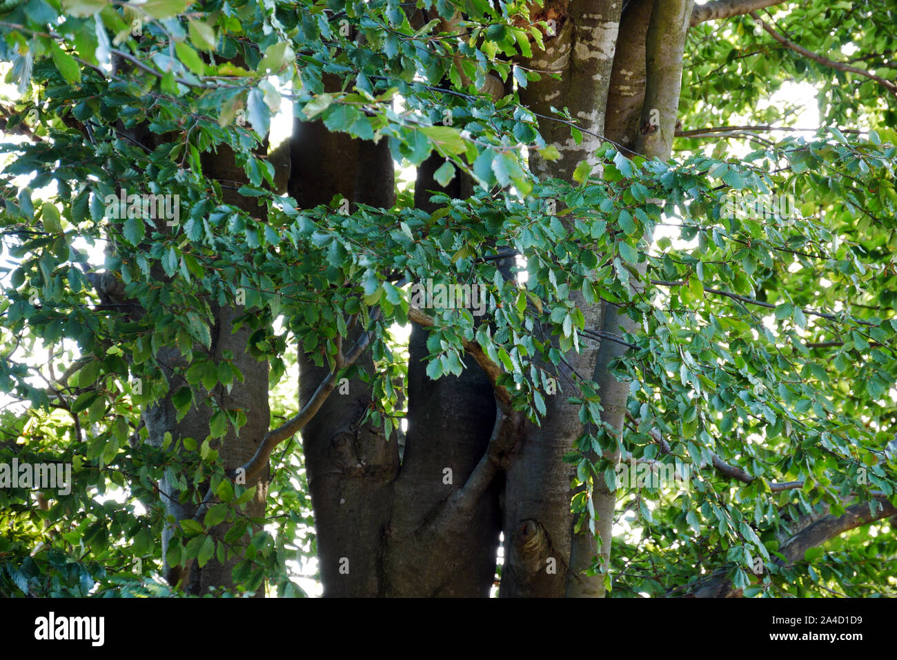Young twigs with green leaves on a large beech tree. Close-up of the tree crown. Stock Photo