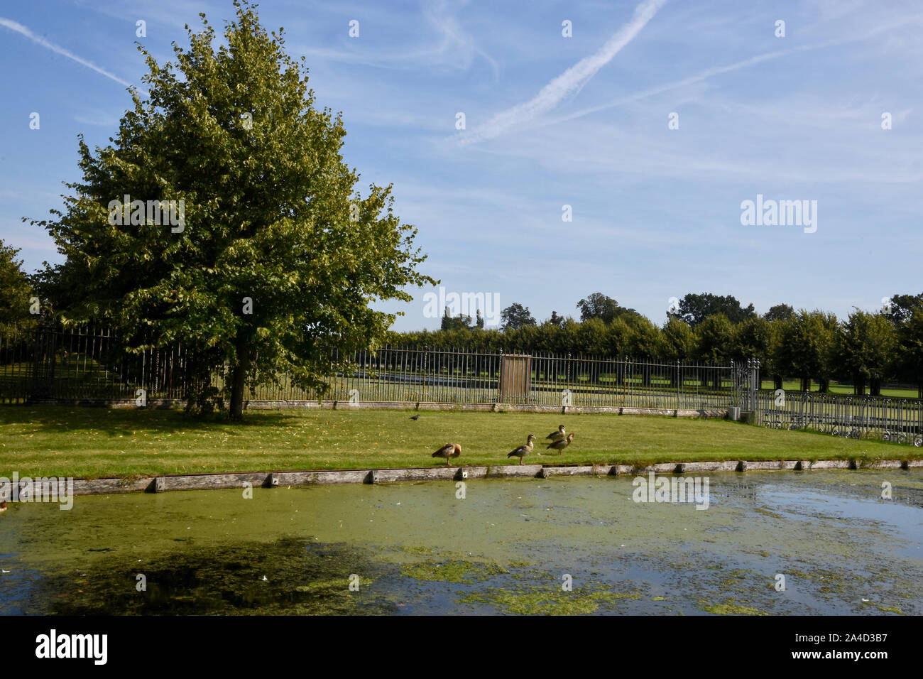 The Long Water, Home Park, Hampton Court Palace, Hampton Court, East Molesey, Surrey. UK Stock Photo