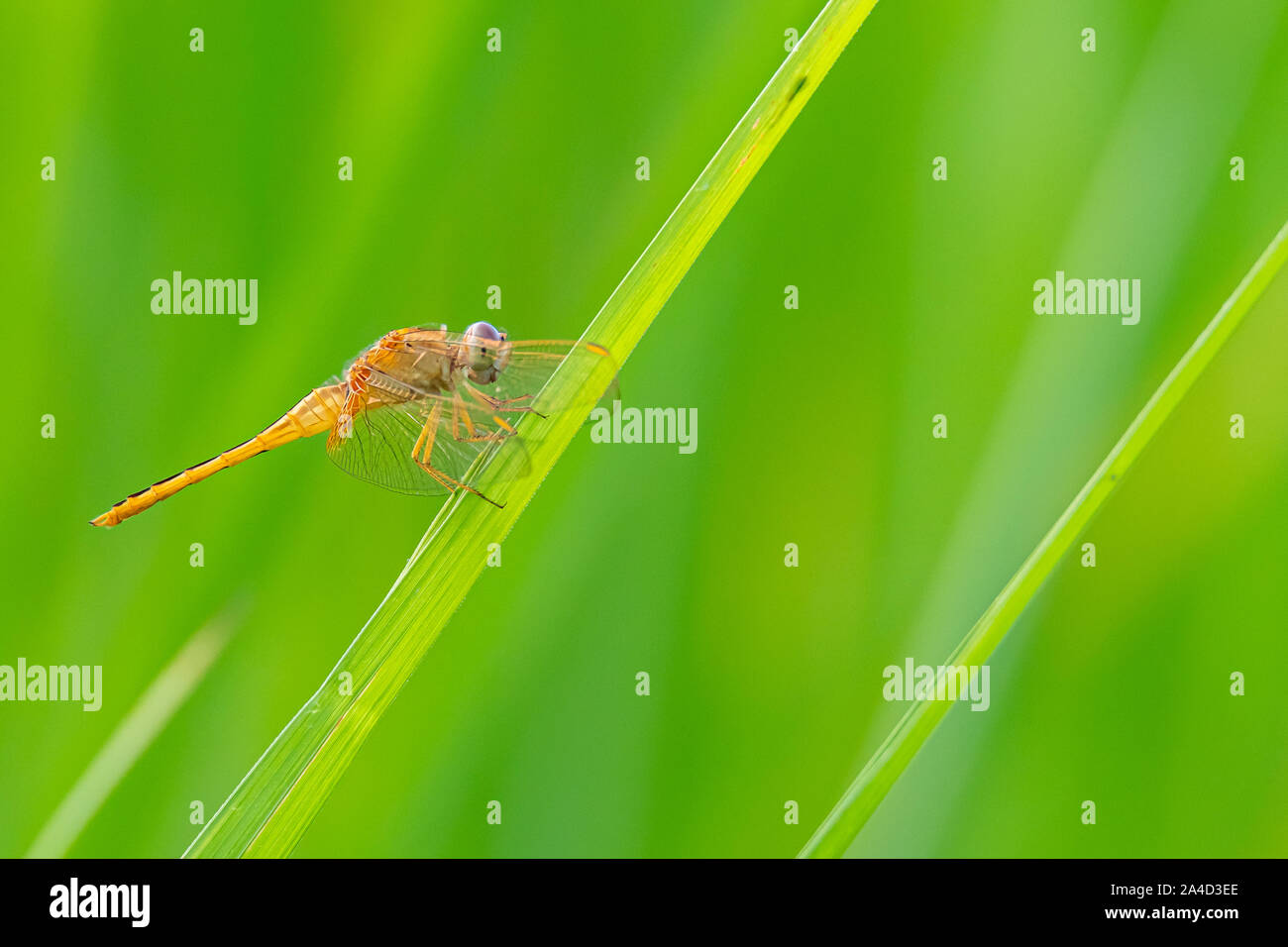 Young male Greater Red Skimmer dragonfly perching on rice leaf with green blur background Stock Photo