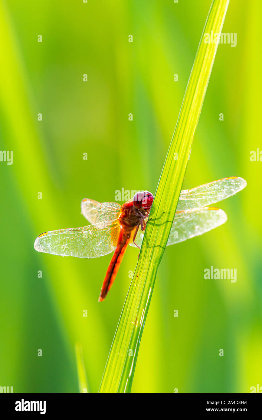Greater Red Skimmer dragonfly perching on rice leaf with green blur background Stock Photo