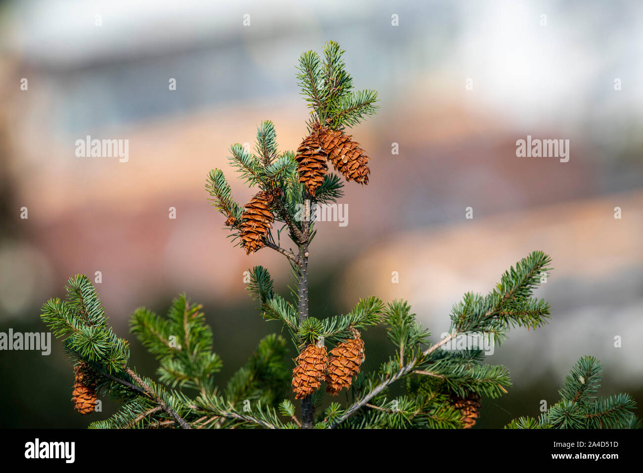 Fir cones grow at the top of a Nordmann fir, Abies nordmanniana, Stock Photo
