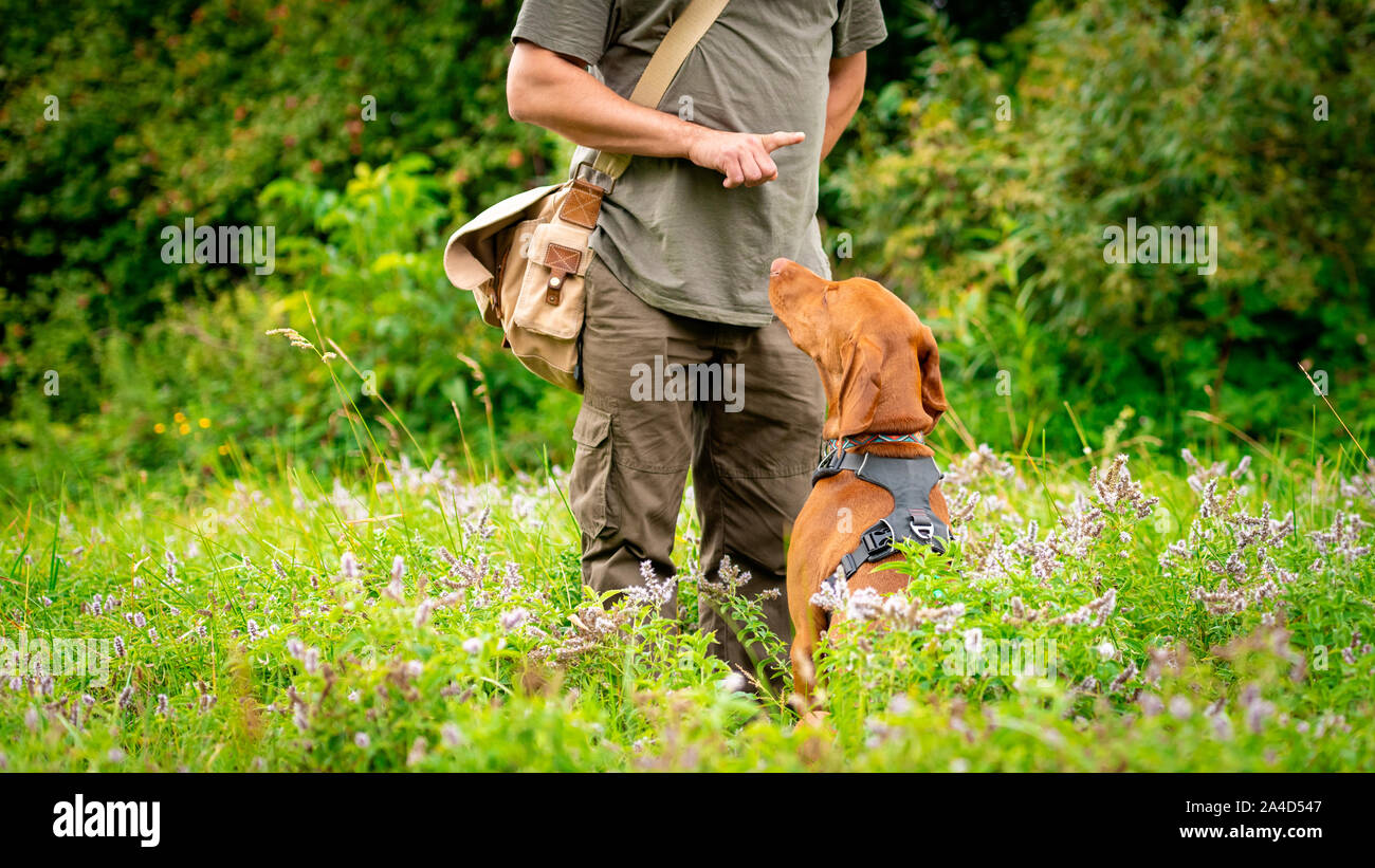 Beautiful Hungarian Vizsla puppy and its owner during obedience