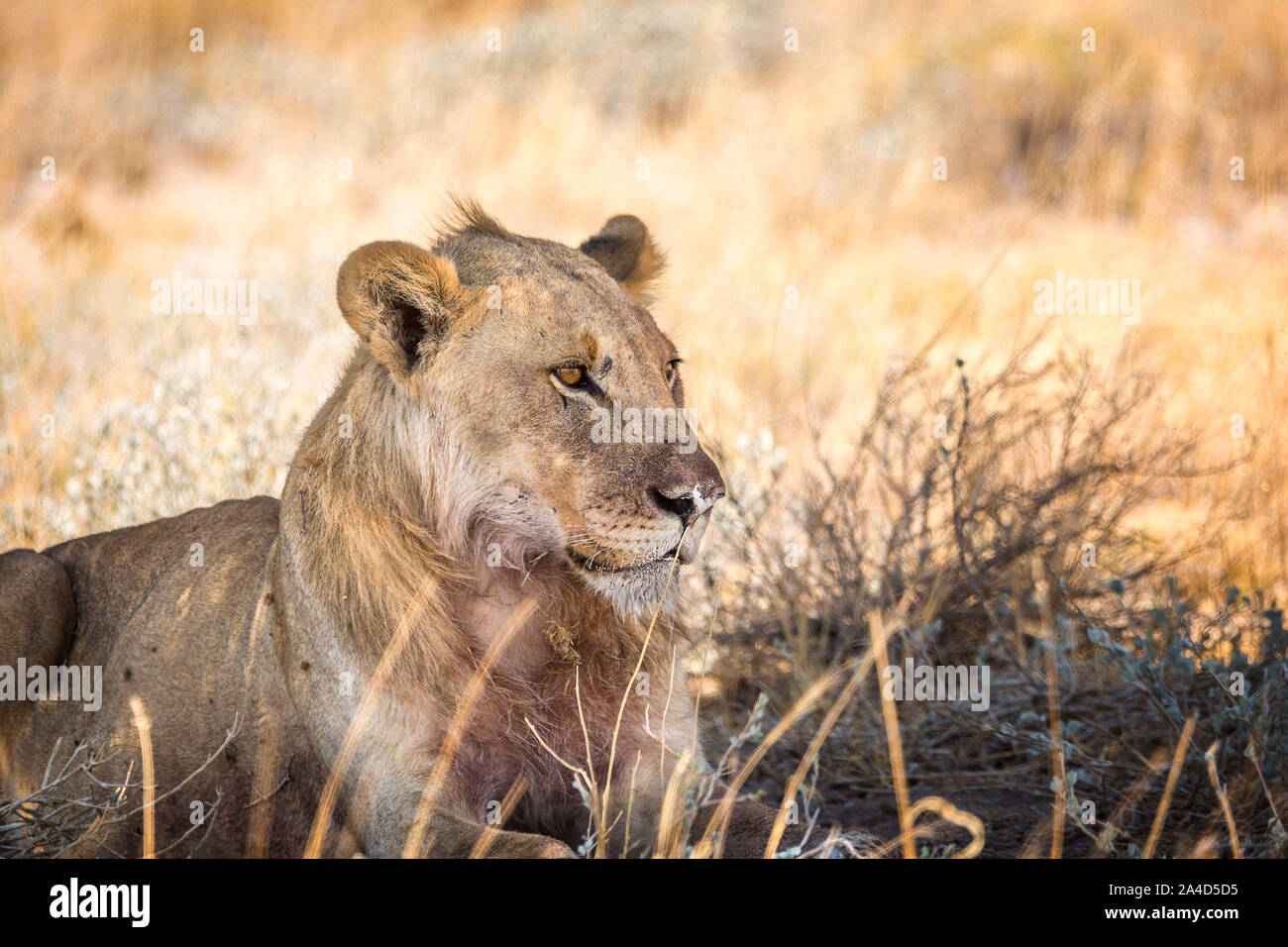pics Male Lion Without Mane https www alamy com close up of a male lion without a mane sitting in the shadows etosha namibia africa image329745281 html