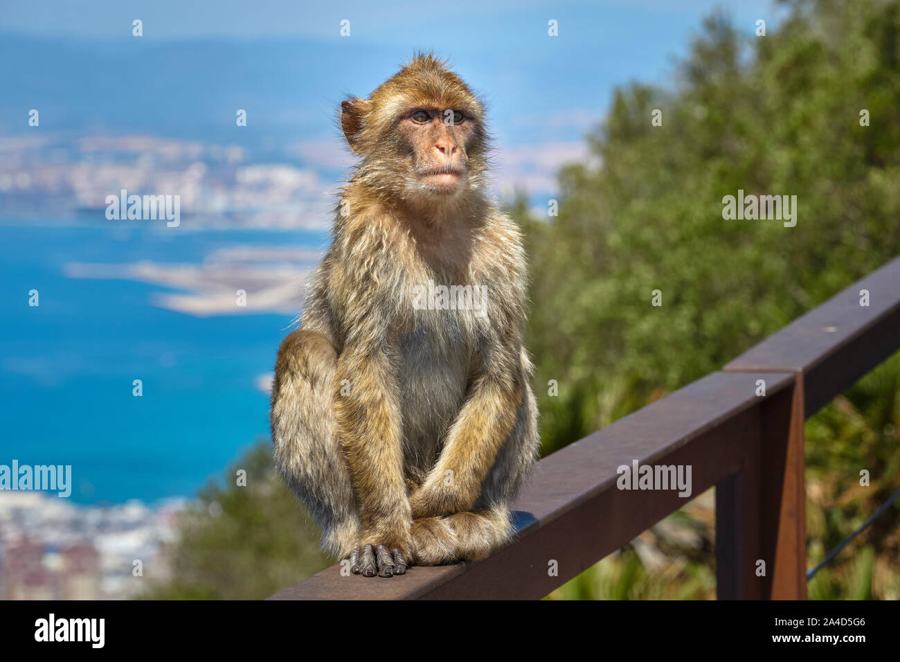 Macaques in the Rock of Gibraltar. British Territory Stock Photo