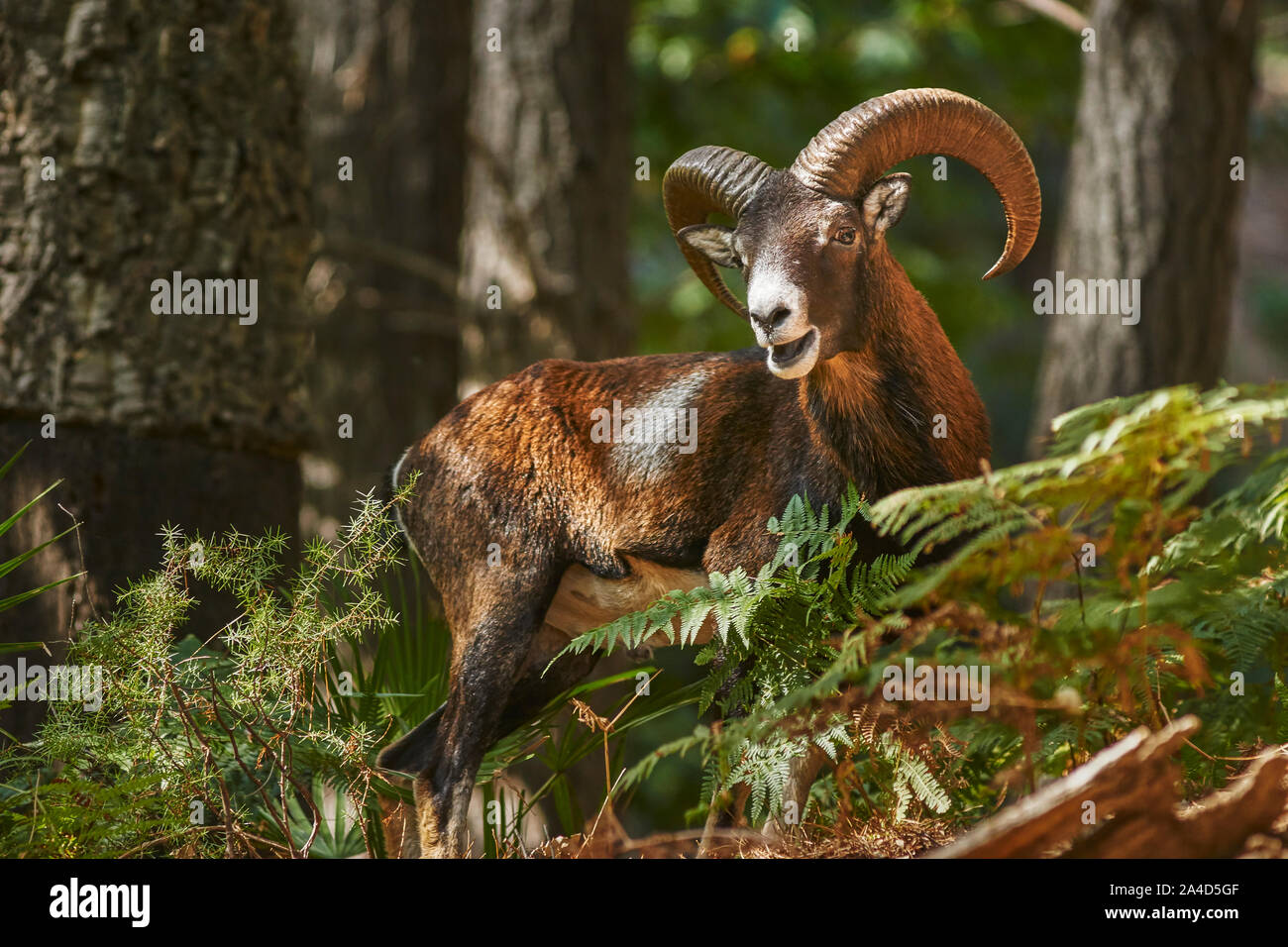 Common or European mouflon (Ovis orientalis musimon). Andalusia. Spain Stock Photo
