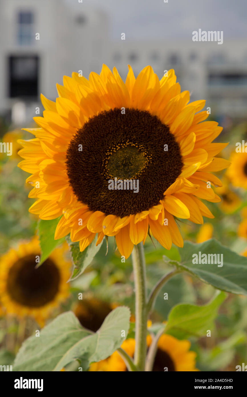 Field of Sunflowers Poland, Pole Słonecznikow Stock Photo