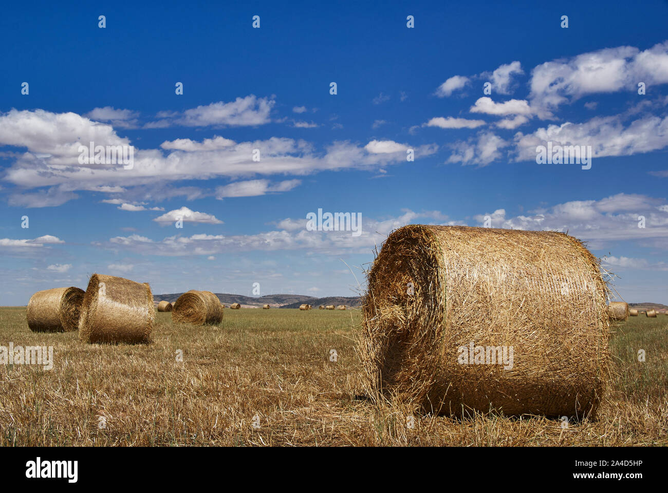 collect round straw alpacas in Ciudad Real Stock Photo