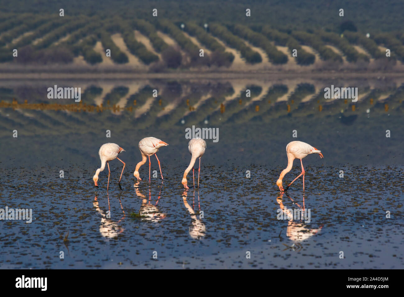 Common or pink flamingo group (Phoenicopterus roseus) in the Laguna de Fuente de Piedra, Malaga. Spain Stock Photo