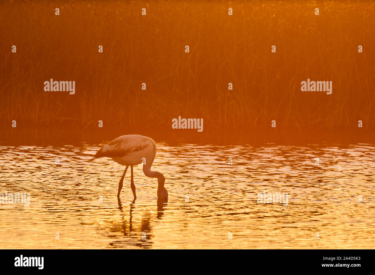 Common flamingo (Phoenicopterus roseus) in the lagoon of Fuente de Piedra, Malaga. Spain Stock Photo