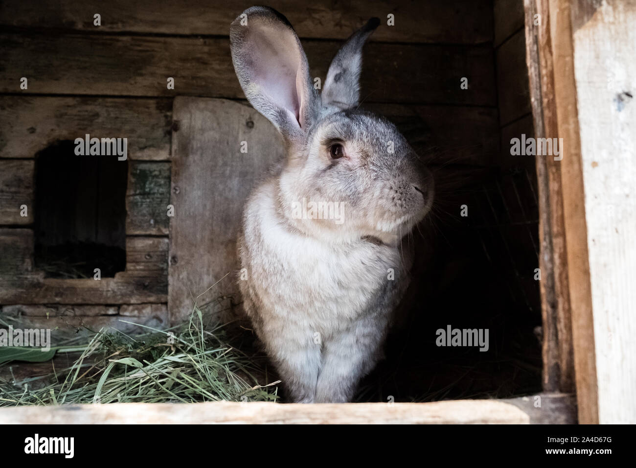 Old rabbit in the cage. Growing domestic rabbits in the garden. Wooden cage Stock Photo Alamy