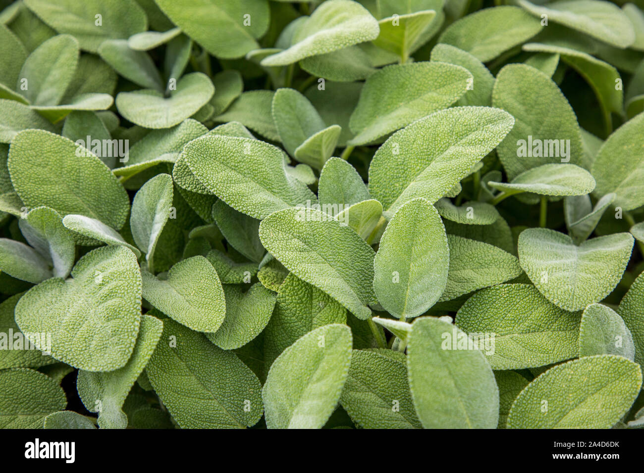 Herbs in pots hires stock photography and images Alamy