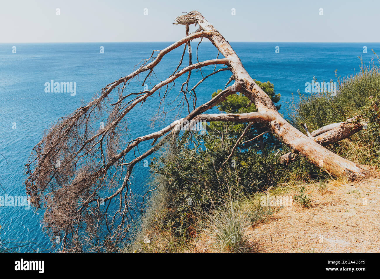 Old dry pine tree on rock and blue sea background Stock Photo - Alamy