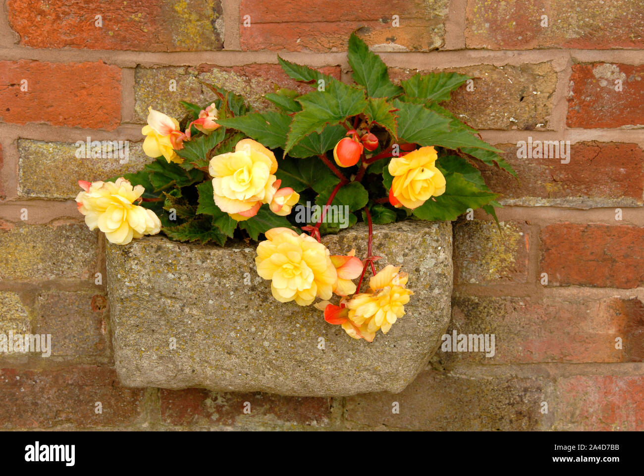Small trough, moulded in concrete, to hold flowers and integrated into a wall Stock Photo