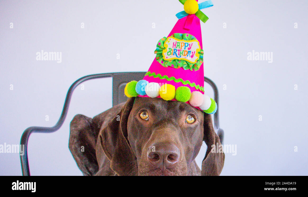 German short-haired pointer wearing a party hat Stock Photo