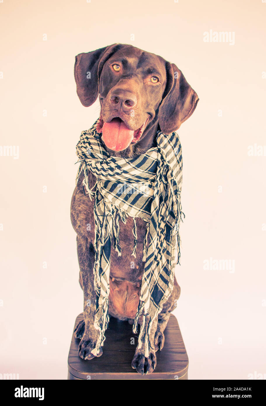 German short-haired pointer sitting on a stool wearing a scarf Stock Photo