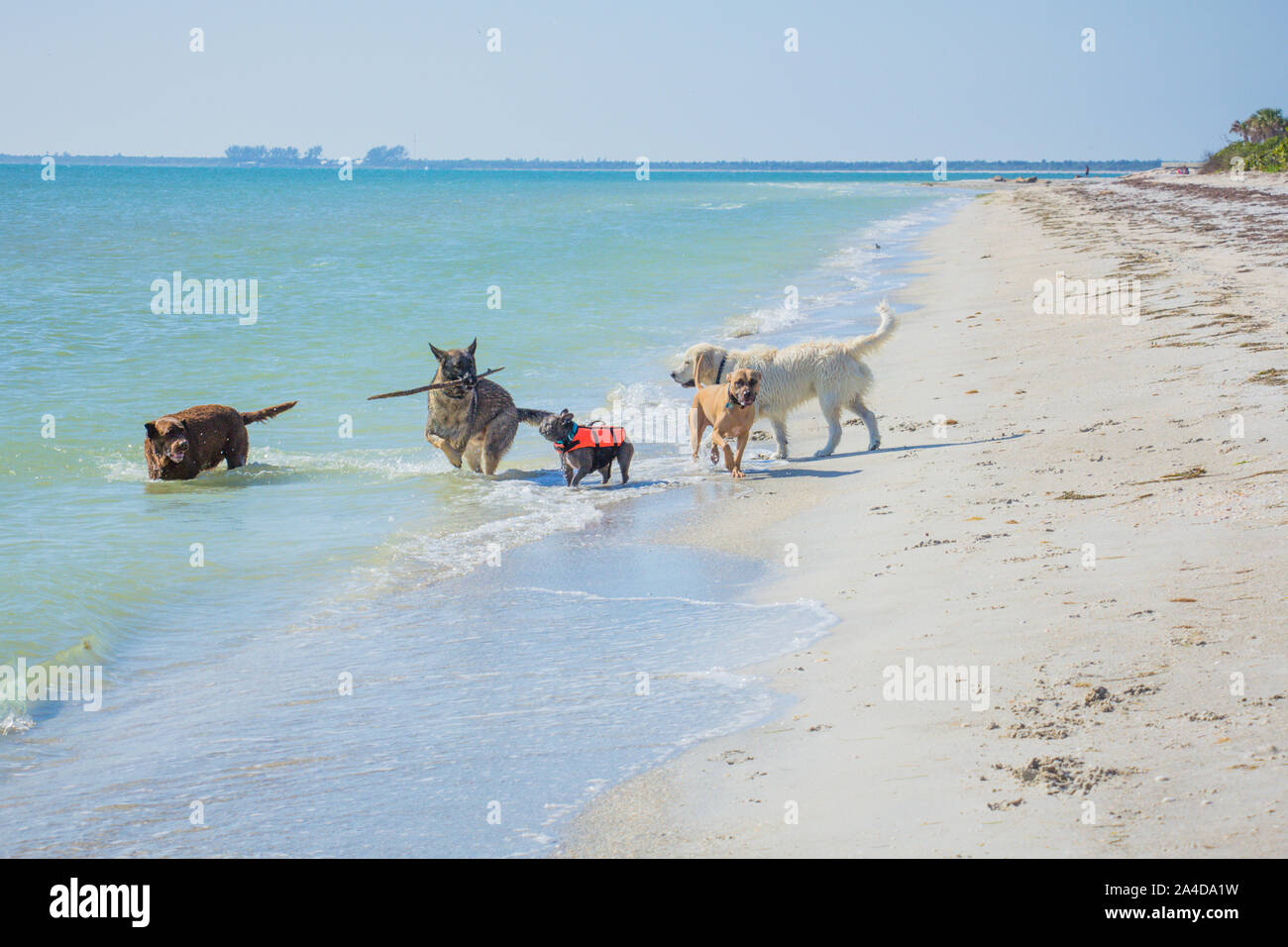 Group of dogs playing in the ocean surf, United States Stock Photo