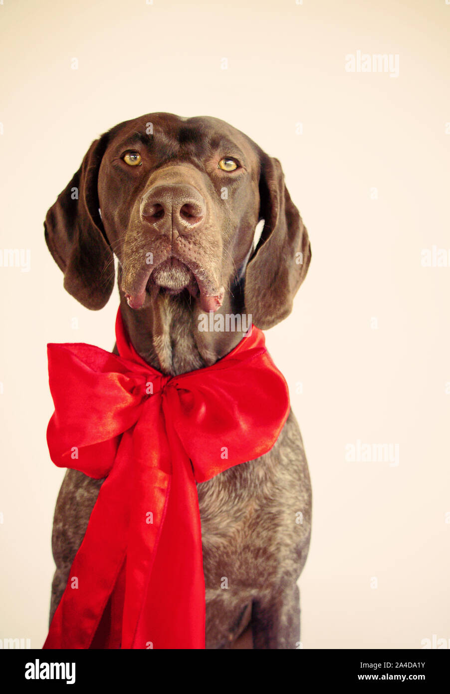 German Short Haired Pointer Stock Photos German Short Haired