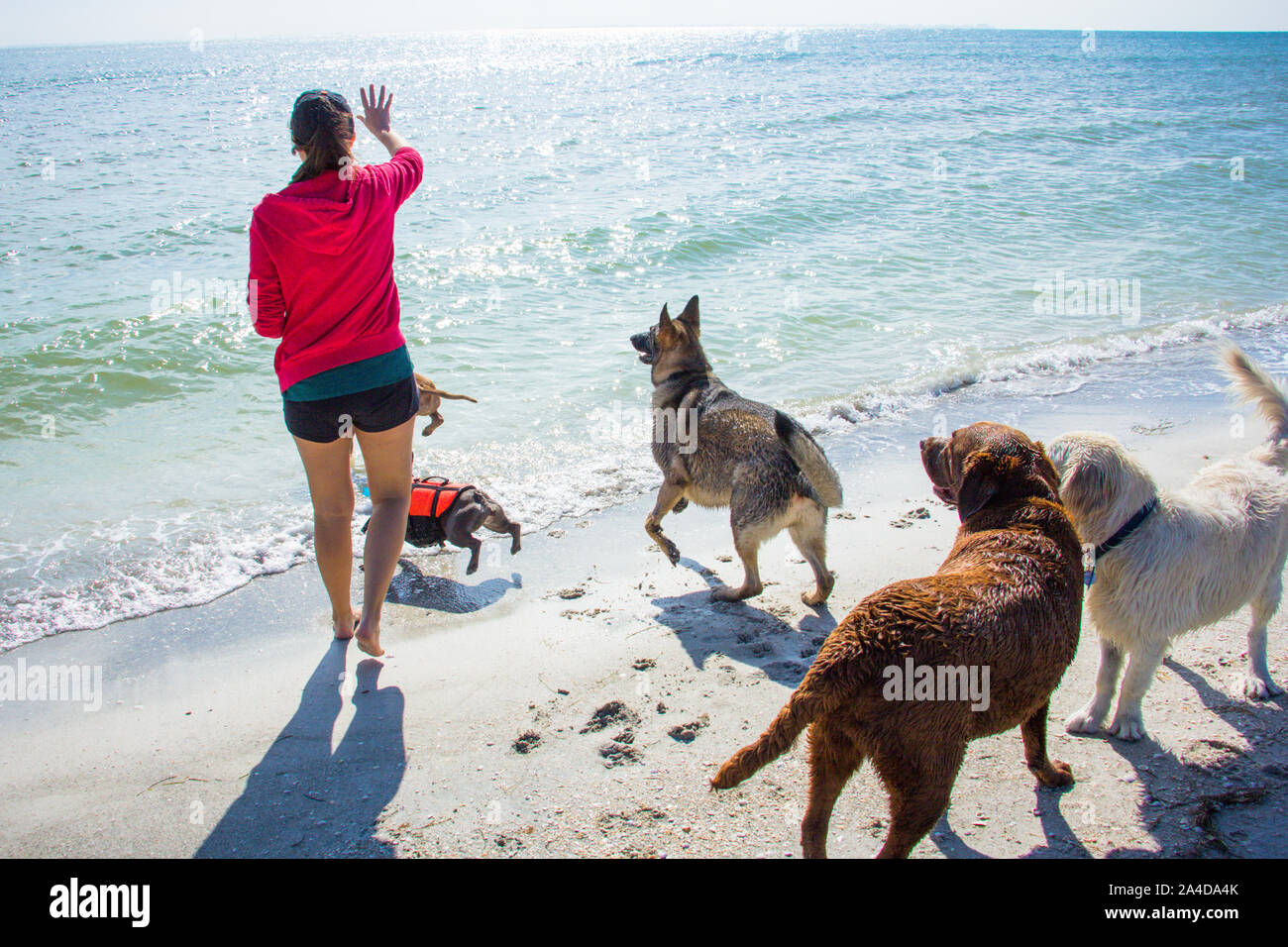 Woman playing with five dogs on beach, United States Stock Photo