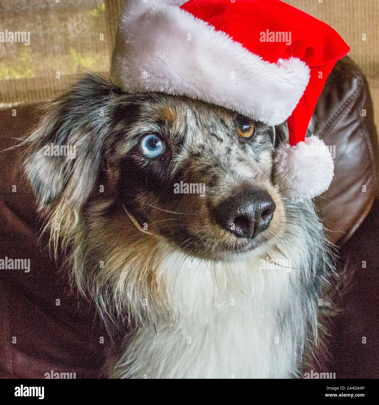 Blue Merle miniature Australian Shepherd dog with heterochromia wearing a Santa hat Stock Photo