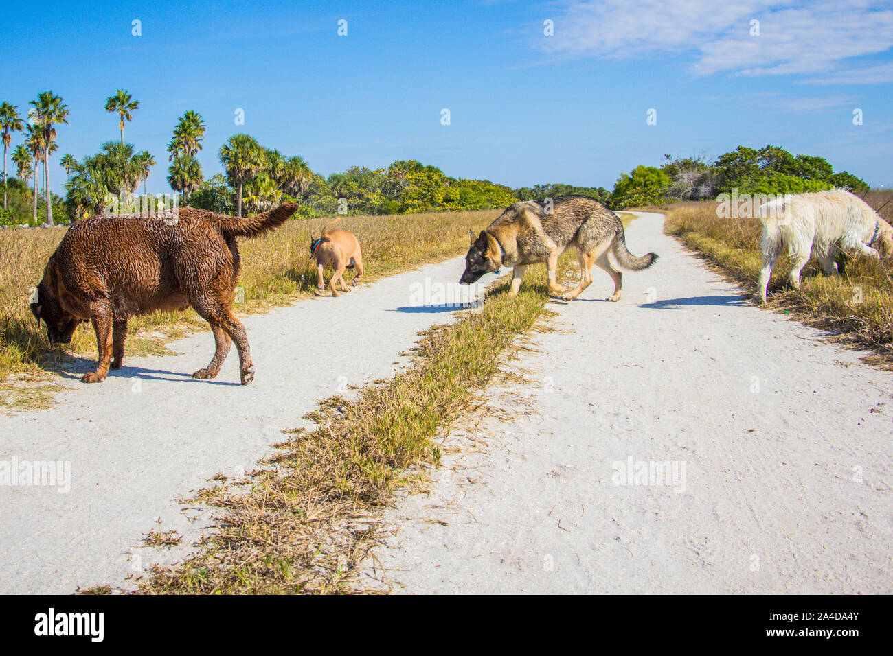 Four dogs on a beach trail, United States Stock Photo