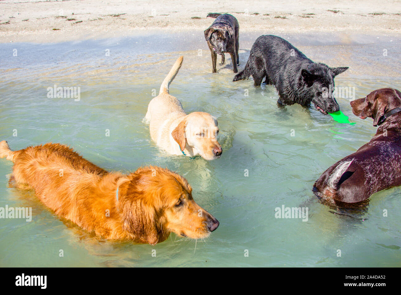 Five dogs playing in ocean with a plastic toy, United States Stock