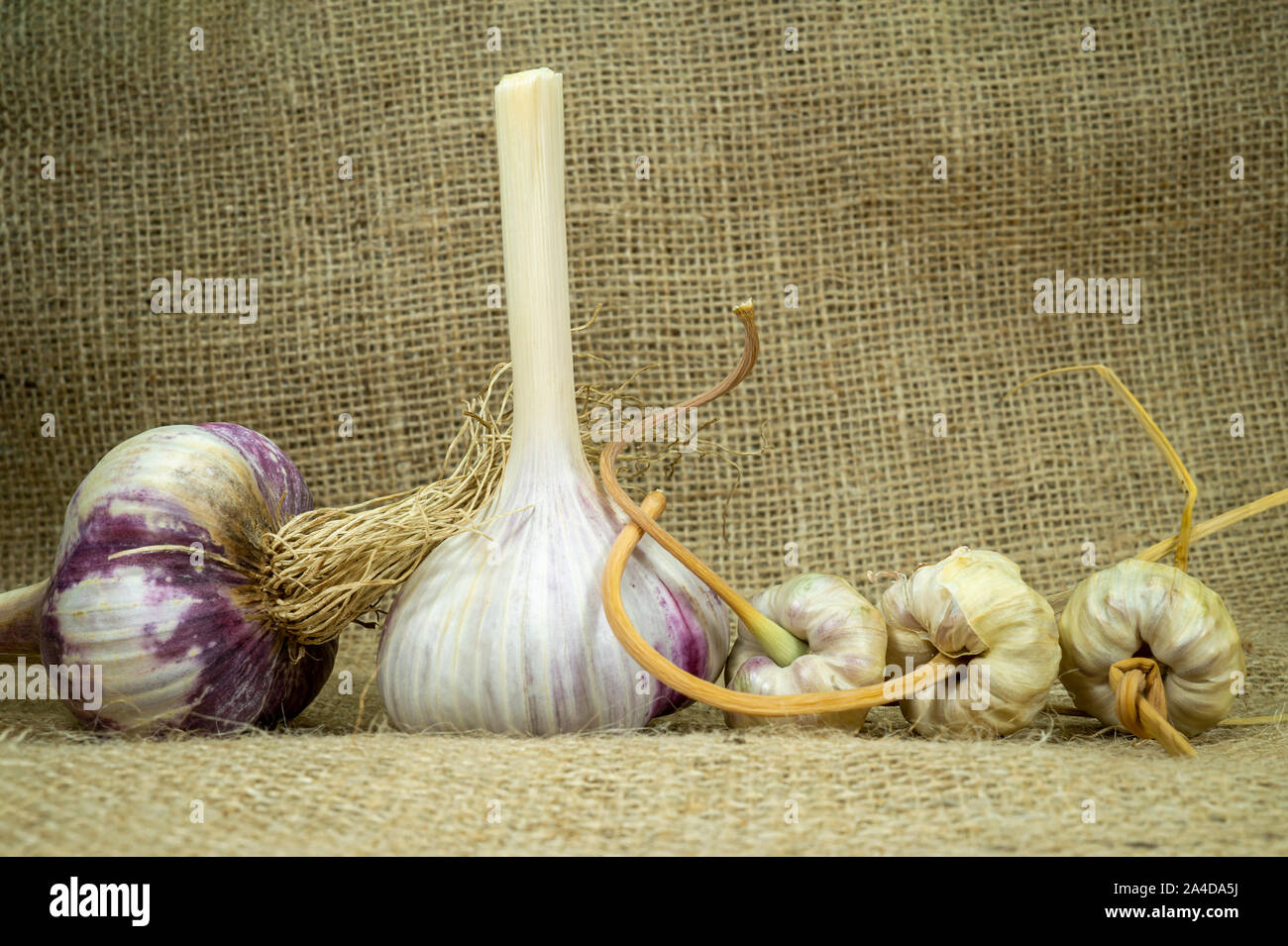 Garlic harvest, bulbs and bulbils on a hessian fabric in a close up view Stock Photo