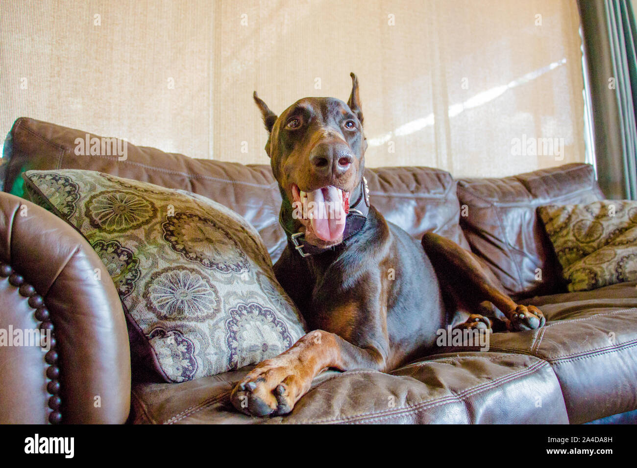 Red warlock doberman pinscher dog lying on a couch Stock Photo