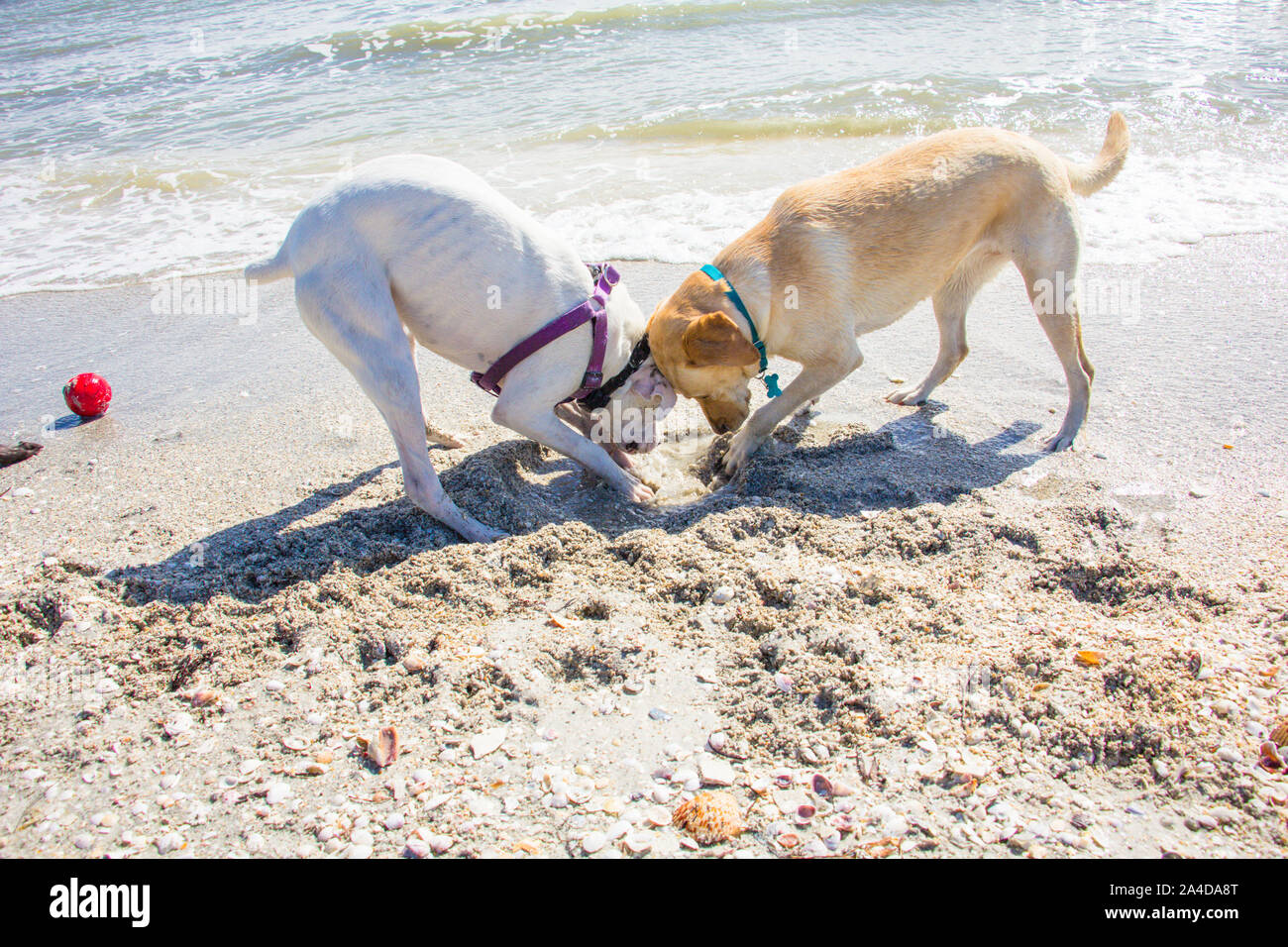 Two dogs digging a hole on beach, United States Stock Photo Alamy