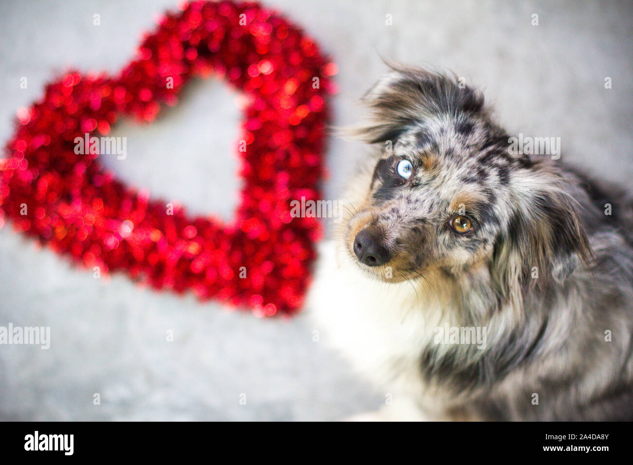 Blue merle miniature Australian shepherd dog next to a heart shape Valentine's decoration Stock Photo